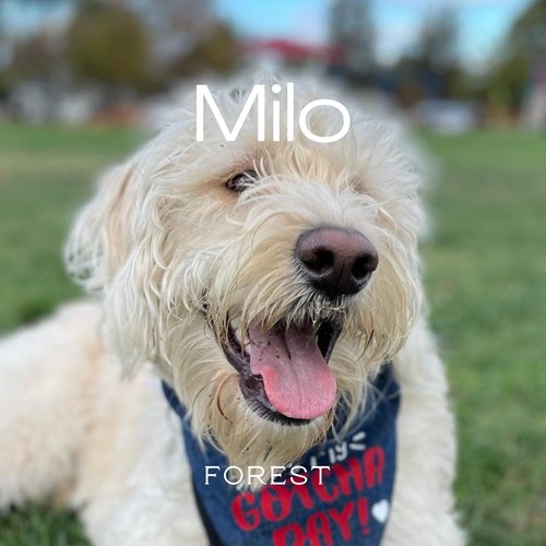 Milo cover art