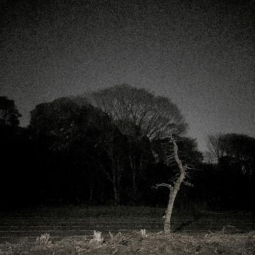 Night Planet cover art