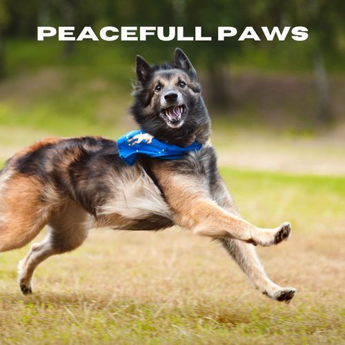 Peaceful Paws_poster_image