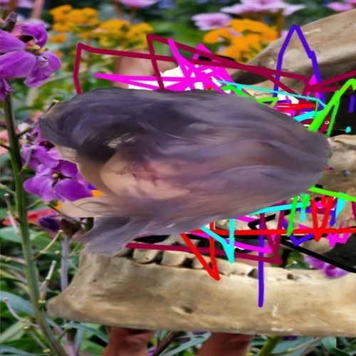 SYN CHOPE NO HAY PARADISEx