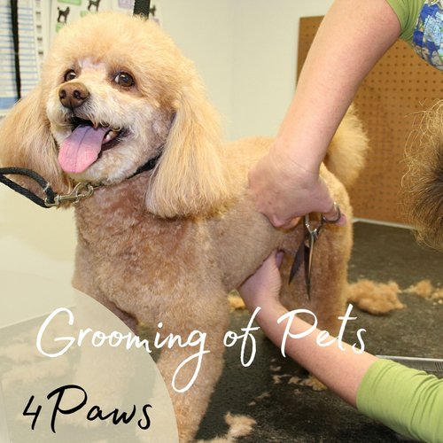 4Paws: Grooming of Pets_poster_image