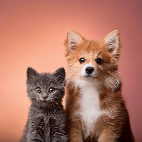 Música De Guitarra Calmante Para Mascotas Felices