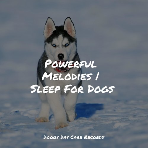 Powerful Melodies | Sleep For Dogs_poster_image