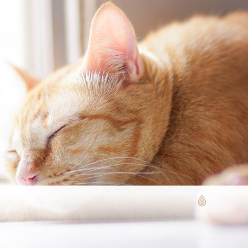 Meilleures pistes pour l'anxiété de séparation de votre chat - Détente