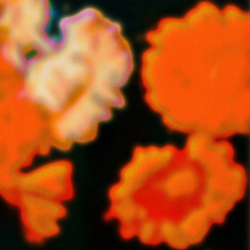 Droog cover art