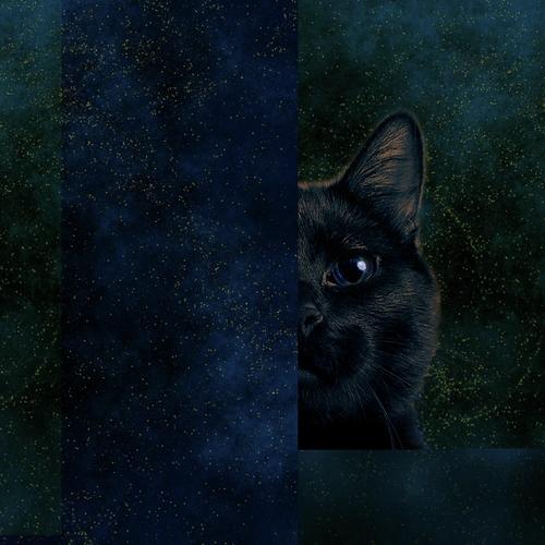 Beta Kitten cover art