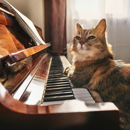 Feline Dreams: Piano Cats Nocturnes_poster_image