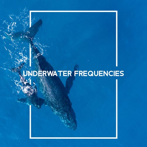 Underwater Frequencies: Peaceful Sounds of Whales and Dolphins, Water Animal Noises_poster_image