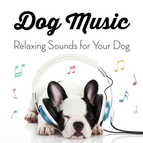 Music For Animals - Song Download from Music for Dogs - Relaxing Sounds for  Your Dog @ JioSaavn