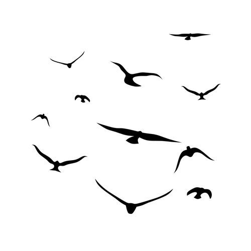 Birds