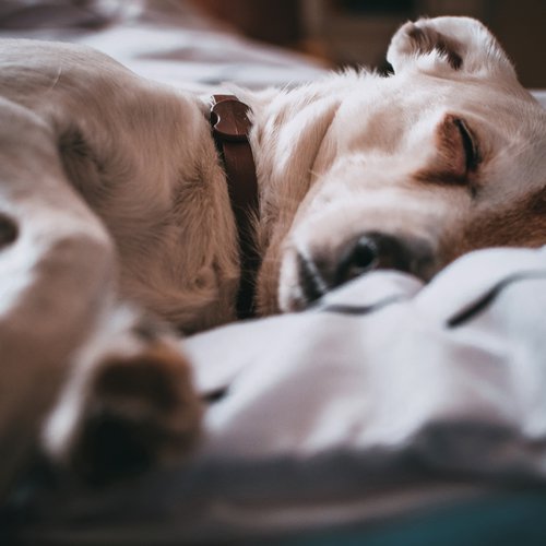 Nature Recordings for Restful Sleep