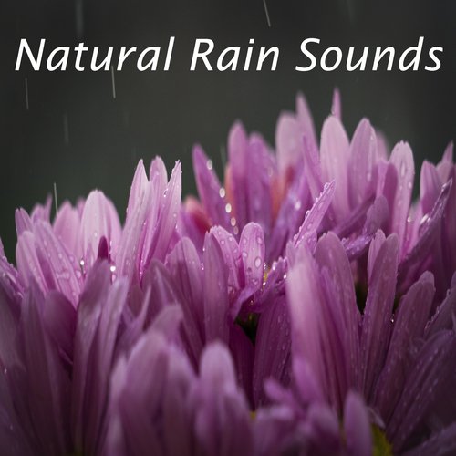 7 Natural Rain Sounds: Sleep, Wellbeing, Study, Focus, Concentration, Nature Sounds, Rainfall