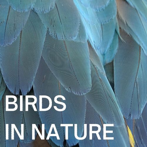 Birds In Nature (Remastered)