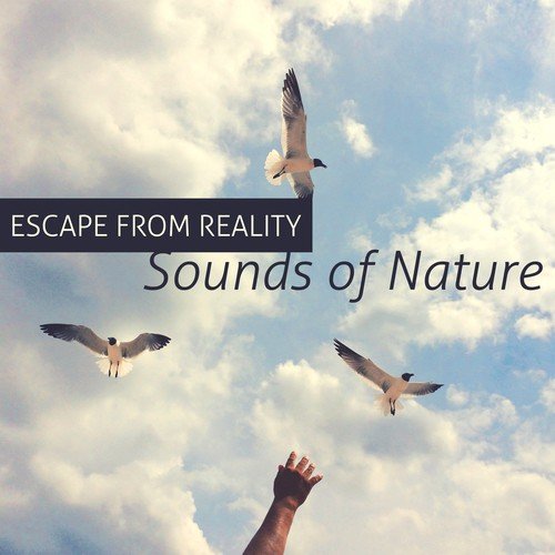 Escape from Reality: Sounds of Nature, Calming Yoga Session Music, Mindfulness Exercises