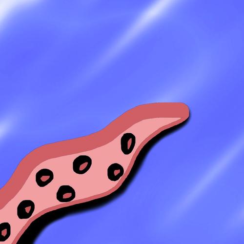 Calamari cover art