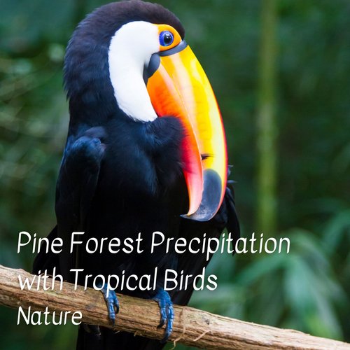 Nature: Pine Forest Precipitation with Tropical Birds_poster_image