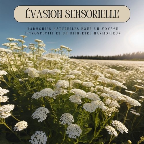 Évasion Sensorielle: Harmonies Naturelles pour un Voyage Introspectif et un Bien-Être Harmonieux_poster_image