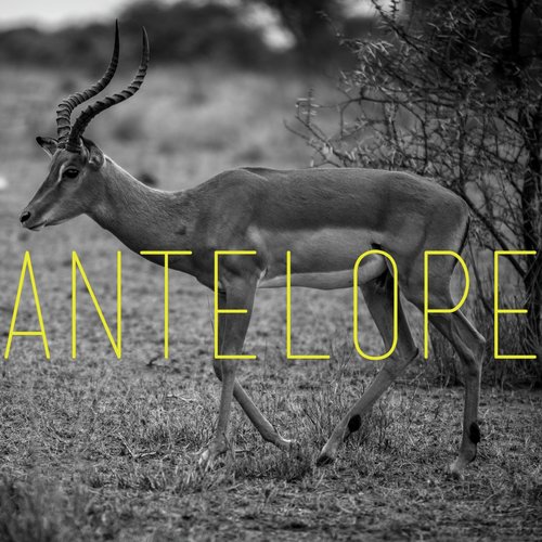 Antelope (Lil Maro Trap Remix)