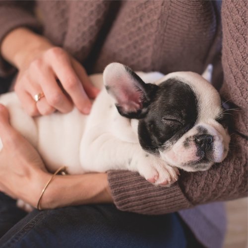 Complete Relaxation and Mindfulness for Dogs