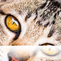 Tranquillité du Hygge de la Forêt