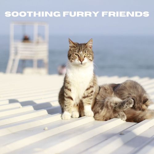 Soothing Furry Friends_poster_image