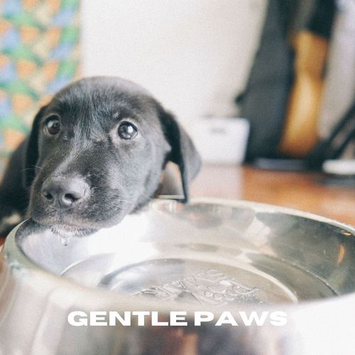 Gentle Paws_poster_image