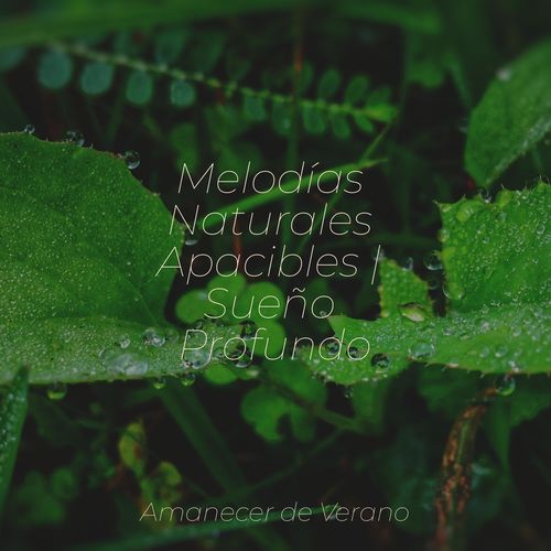 Melodías Naturales Apacibles | Sueño Profundo