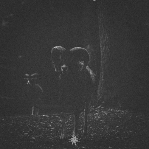 Isaz cover art