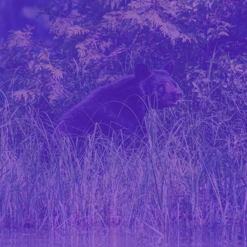 Peaceful Serenity cover art