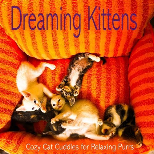 Cozy Catnap Serenity