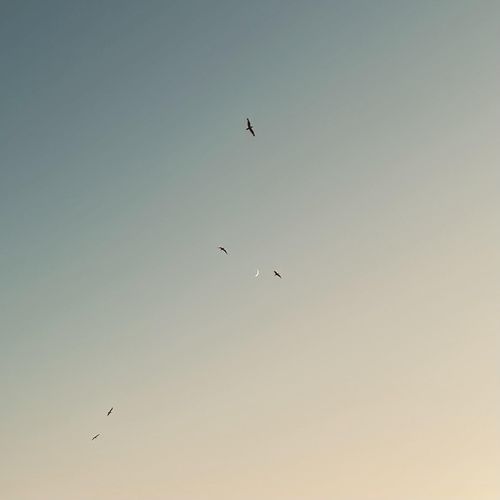 Harsh cover art