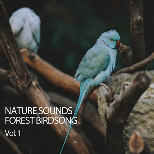 Nature Sounds Forest Birdsong Vol. 1_poster_image