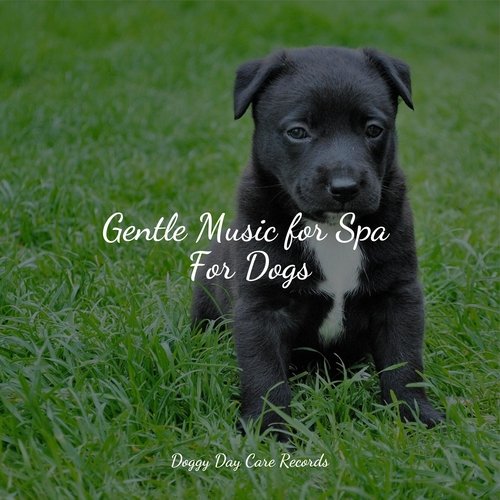 Gentle Music for Spa For Dogs