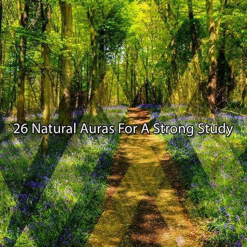 Natural Focus cover art