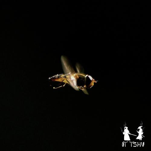 LoFiBee cover art