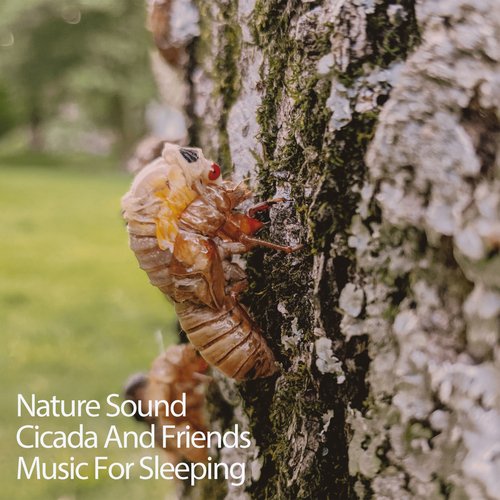 Insect Sounds At Night
