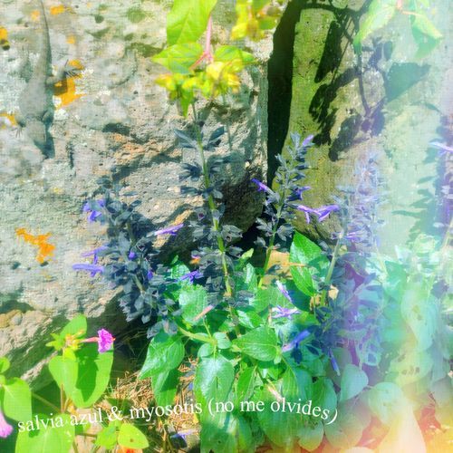 salvia azul cover art