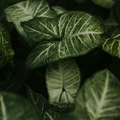 Jamieson Green cover art