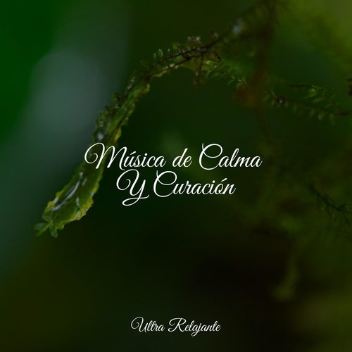 Música de Calma Y Curación