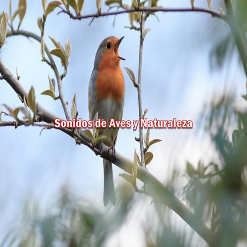 Sonidos de Aves 31