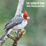 The coming Rain