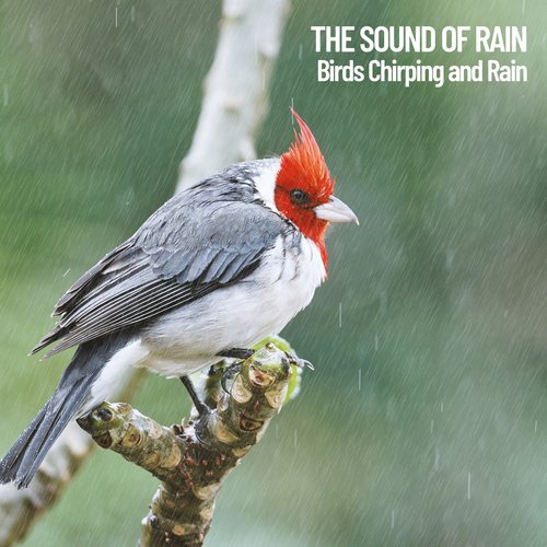 The Sound of Rain: Birds Chirping and Rain