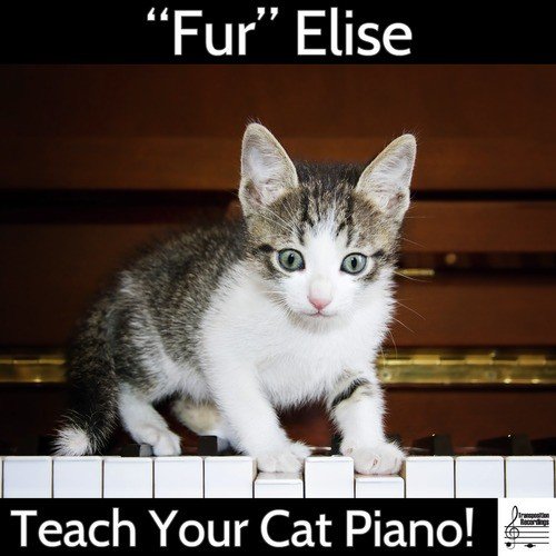 "Fur Elise": Teach Your Cat Piano!