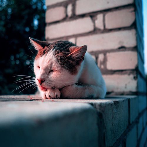 Asleep Cat in a Rural Summer Evening