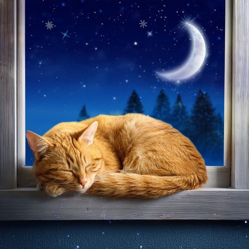 Confort Melódico: Música De Guitarra Para Gatos