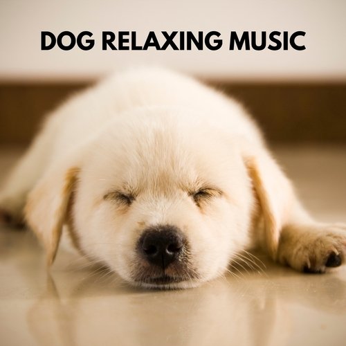 Dog Relaxing Music_poster_image