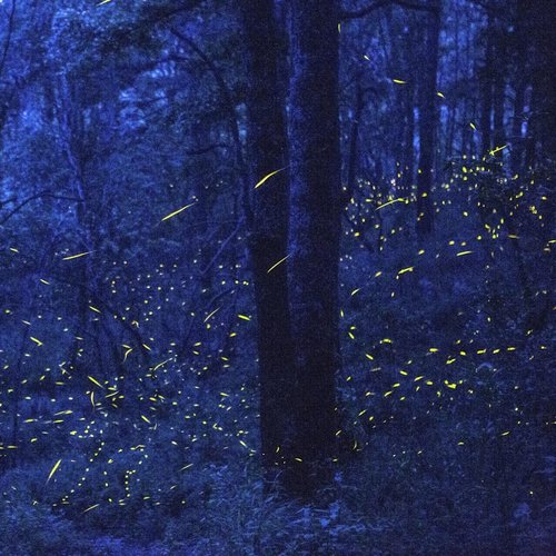 Fireflies (feat. Jacob Moon) cover art