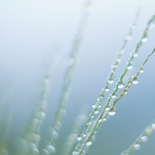 Morning Dew cover art