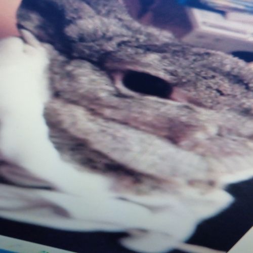 Elegía a Daisy Ramón