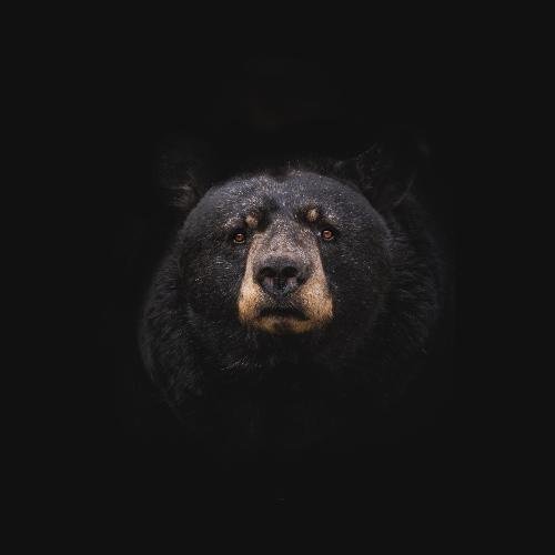 I'm not Roddy Ricch but blackbear give me some vibe it was 6LACK cover art
